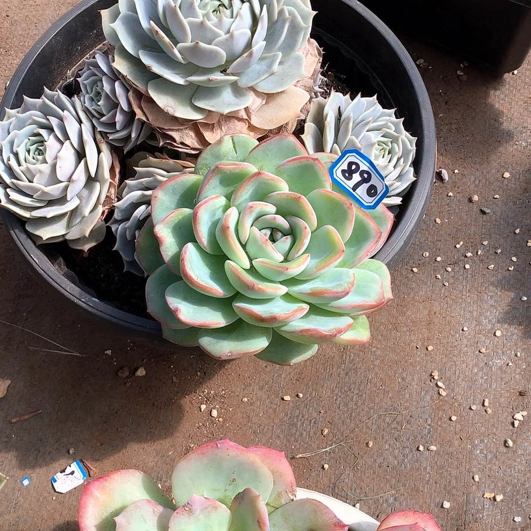890泡芙 一物一拍多肉