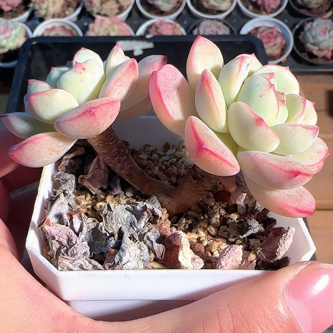 多肉1205-49香草小老桩