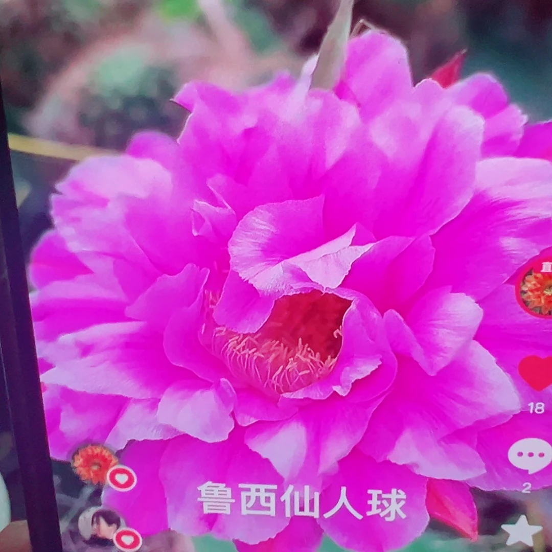 彩草 烟花 侧芽 满20包邮