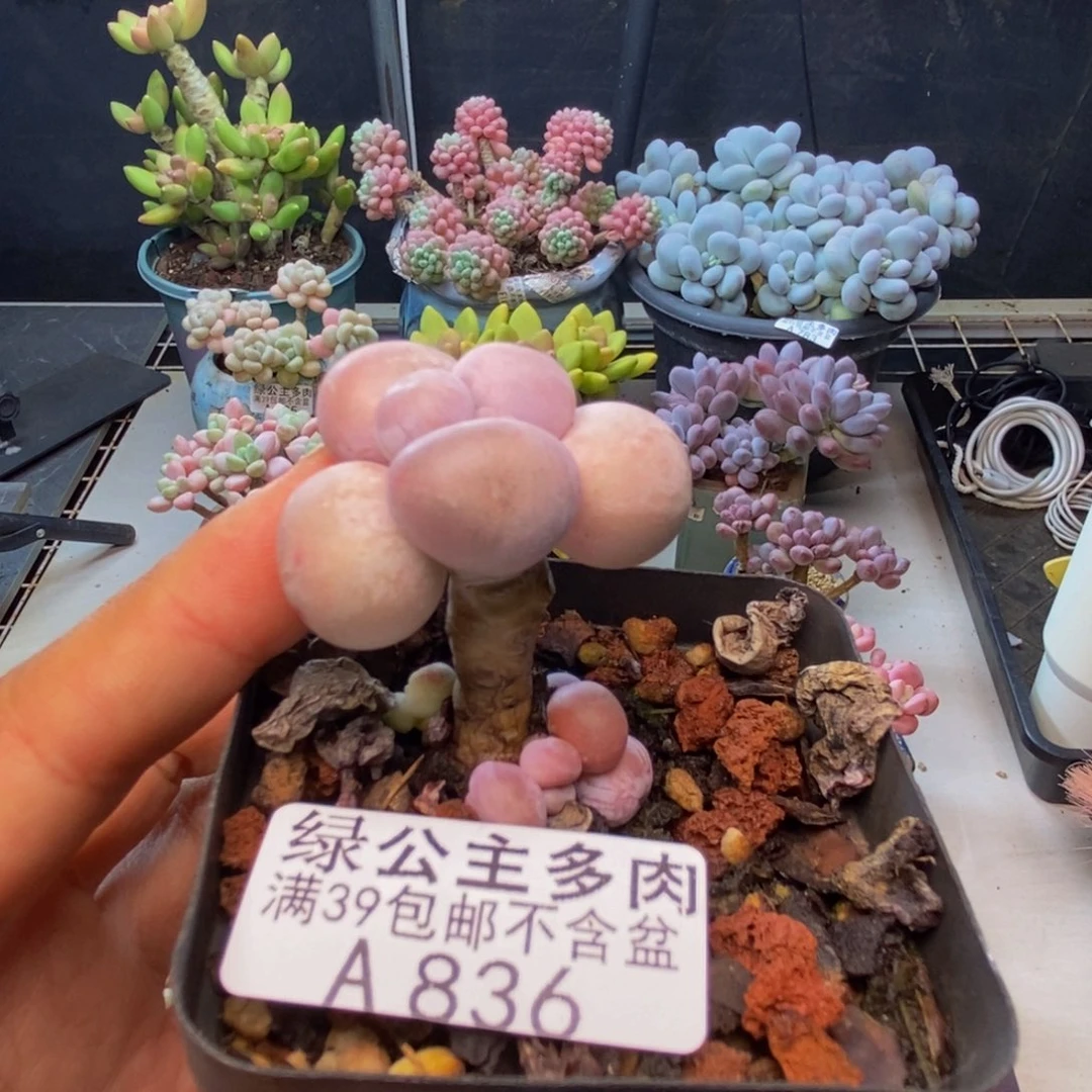 836橙奶多肉肉3c m