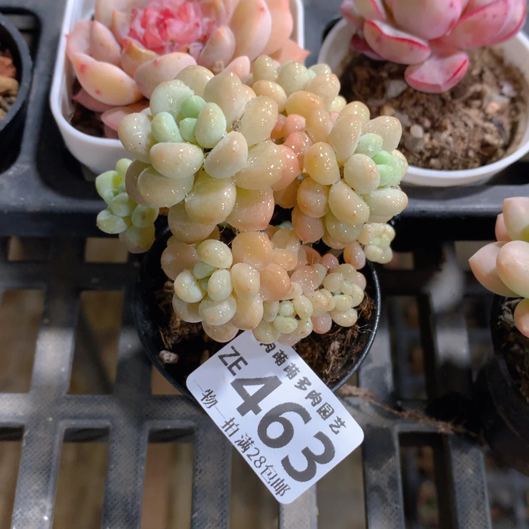 肉萌萌拇指盆精控多肉ZE463