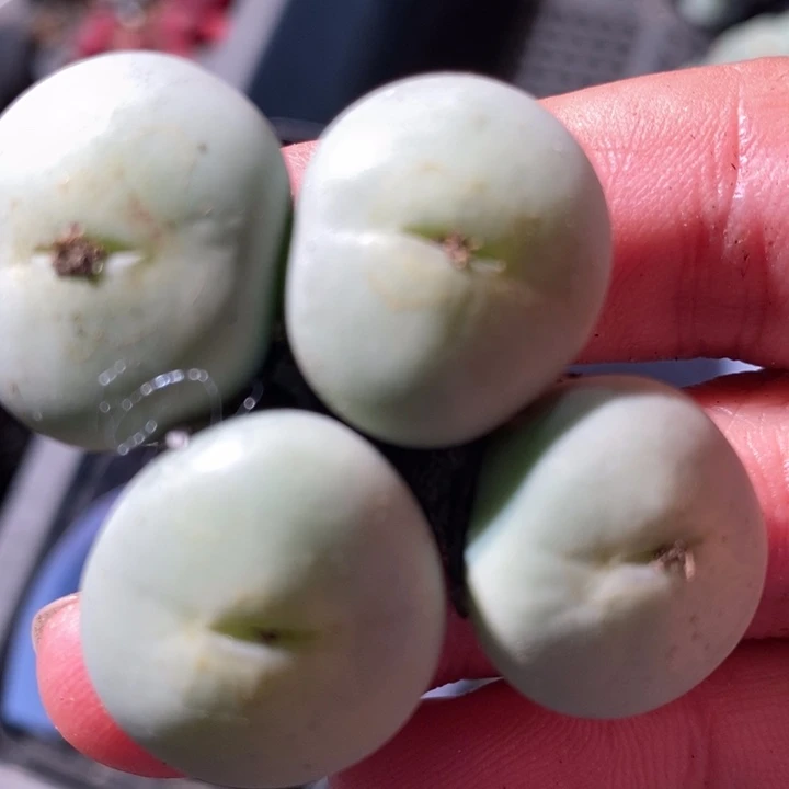 534大型小红嘴一群