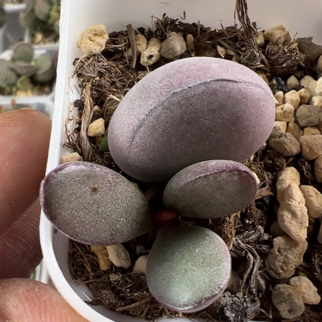 球球紫蛋水泡多肉植物水泡