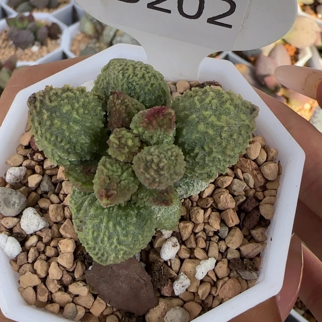 果***子福利炖肉。    202。