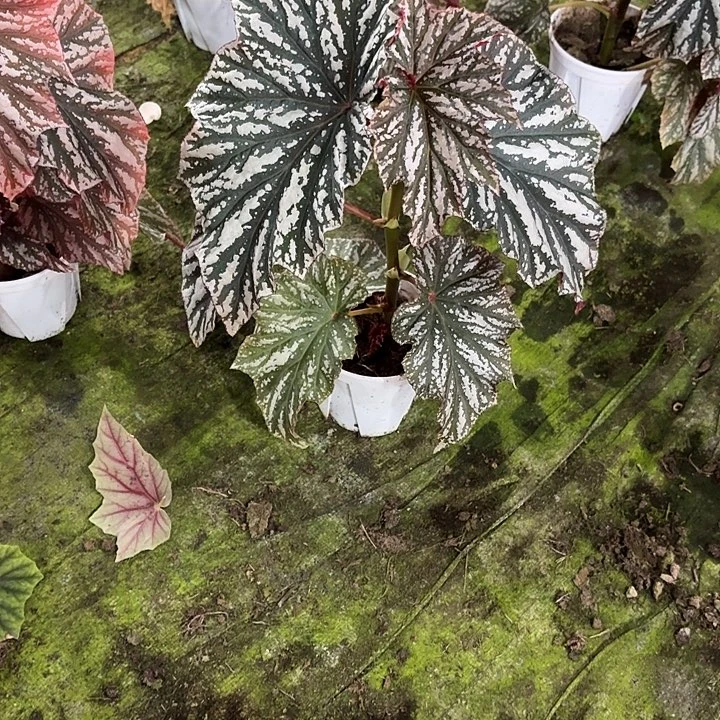 完全开放朱古力秋海棠