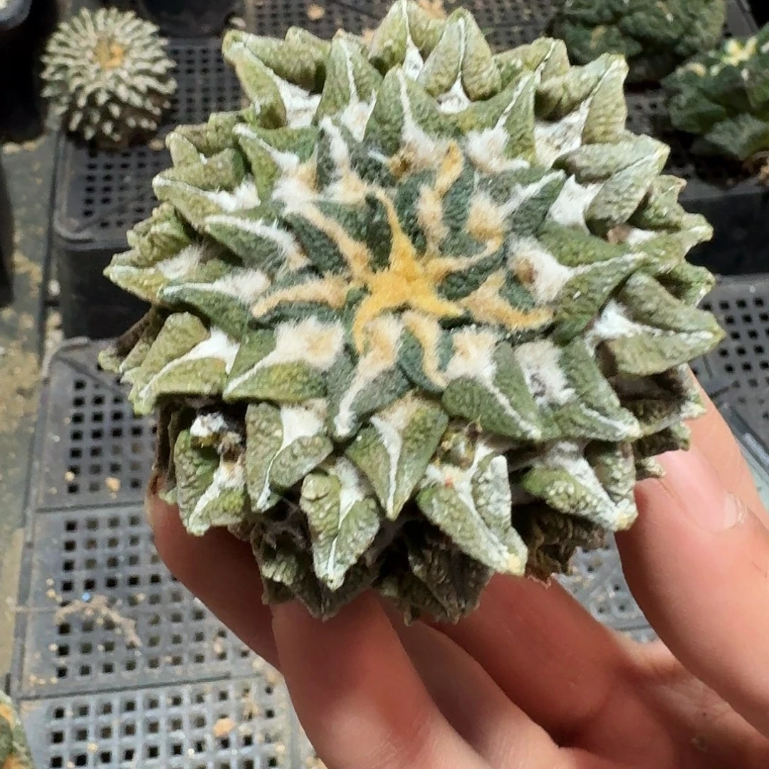 797号仙人球萝卜根