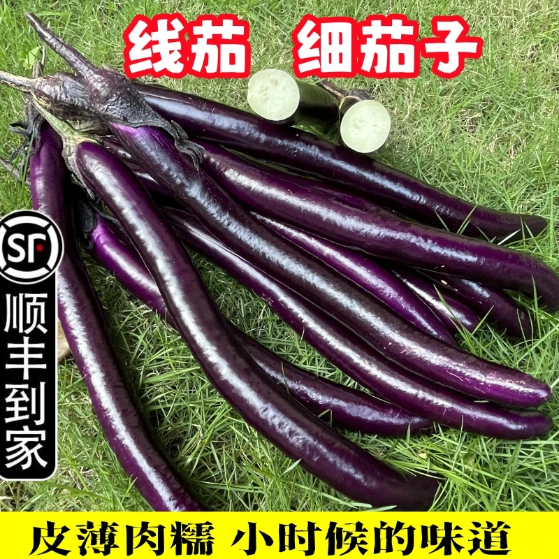 【顺丰第二天送到家】农家线茄子 当季长茄杭茄露天种植皮薄肉嫩应季蔬菜坏果助农本地包赔1/3/5斤净重包邮线茄