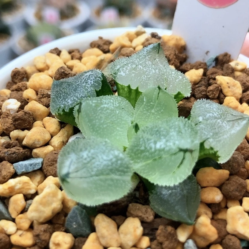 【闪购商品】冰鸾玉2