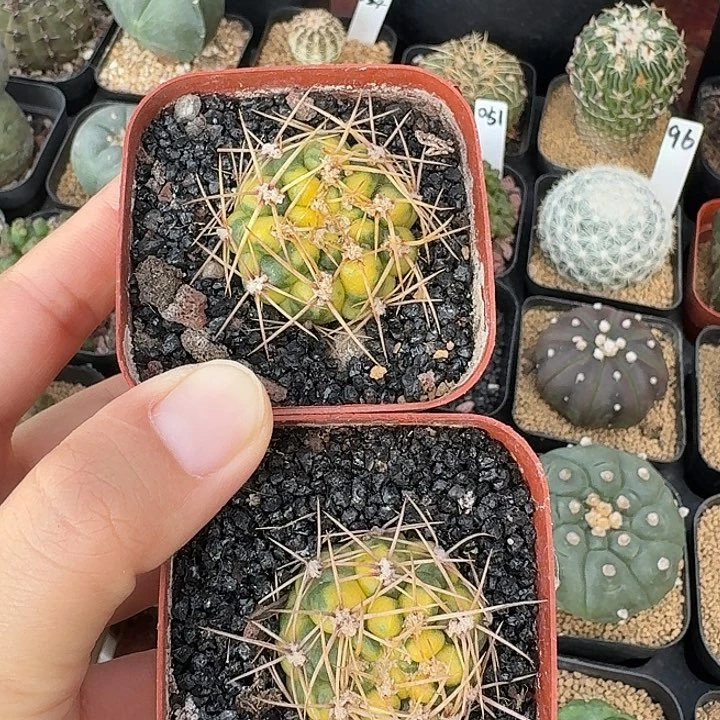 @****耕耘锦仙人球1232