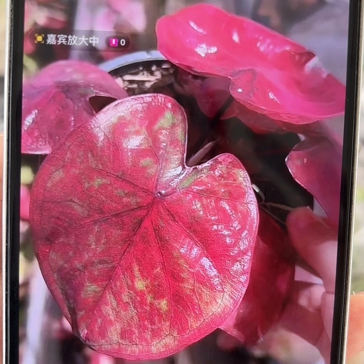 52-0417彩叶芋泰国发货