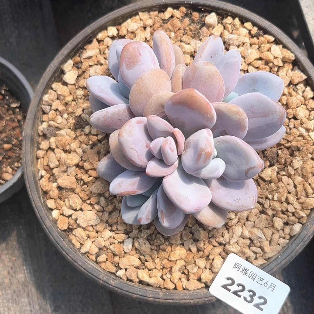阿雅园艺。   2232粉兔
