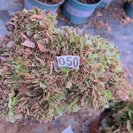 宁***^多肉植物一个玫瑰
