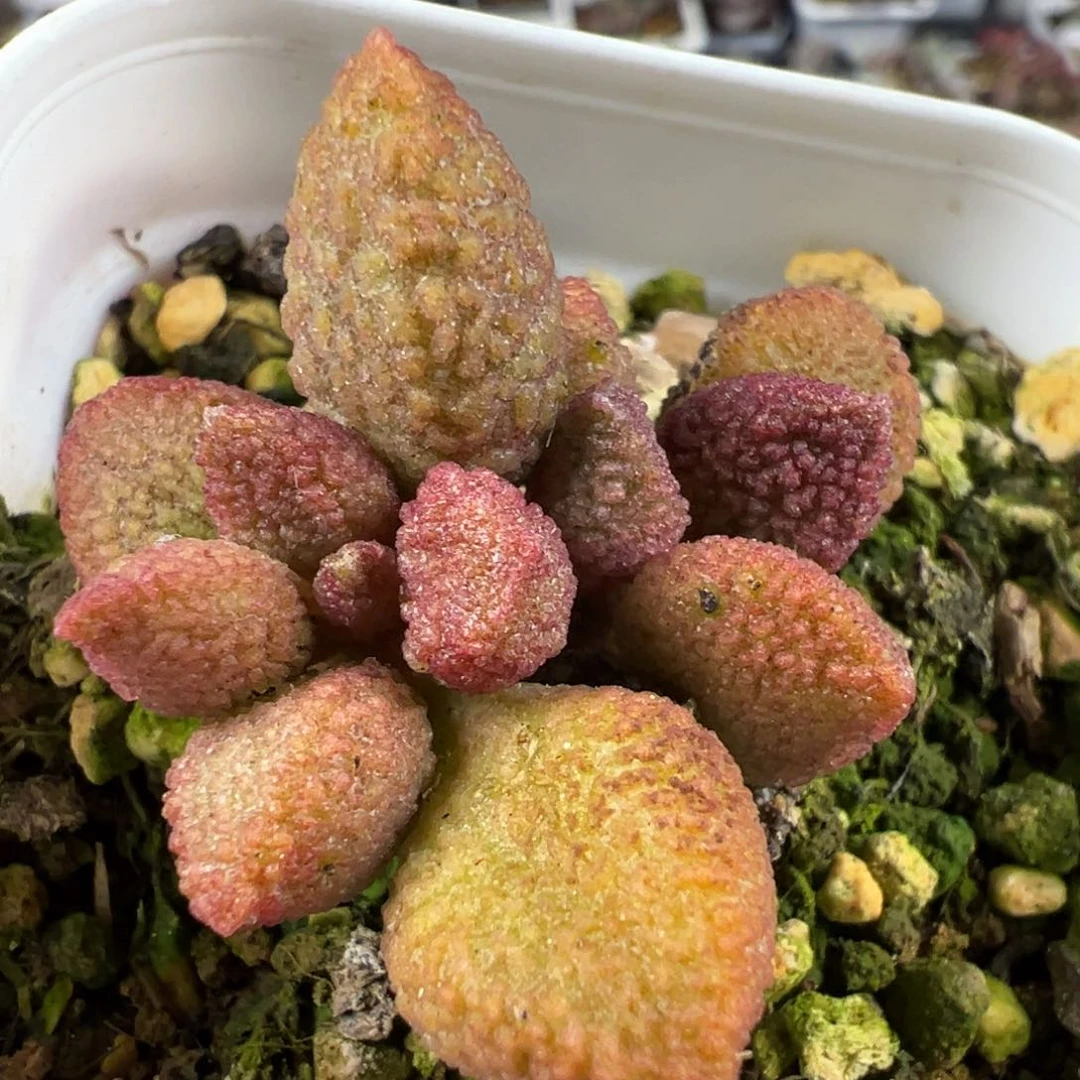 草莓糖释迦多头纯木质桩多肉植物