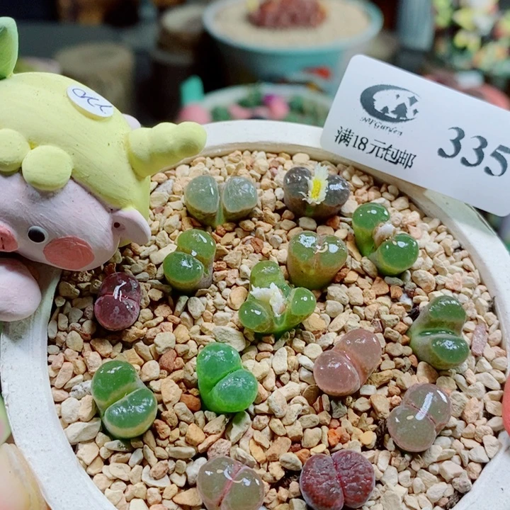 生石花花花花花花花335