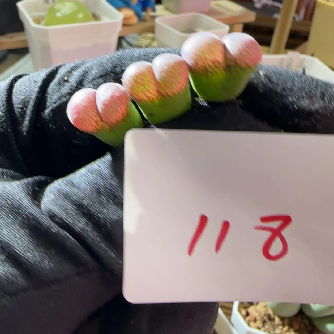 电***鱼顺丰包邮一物一拍-118