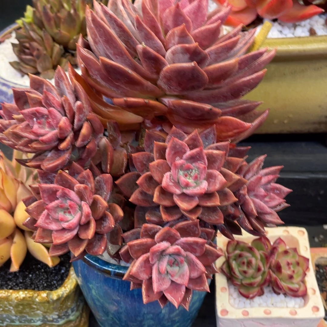 多肉植物盆栽多肉41