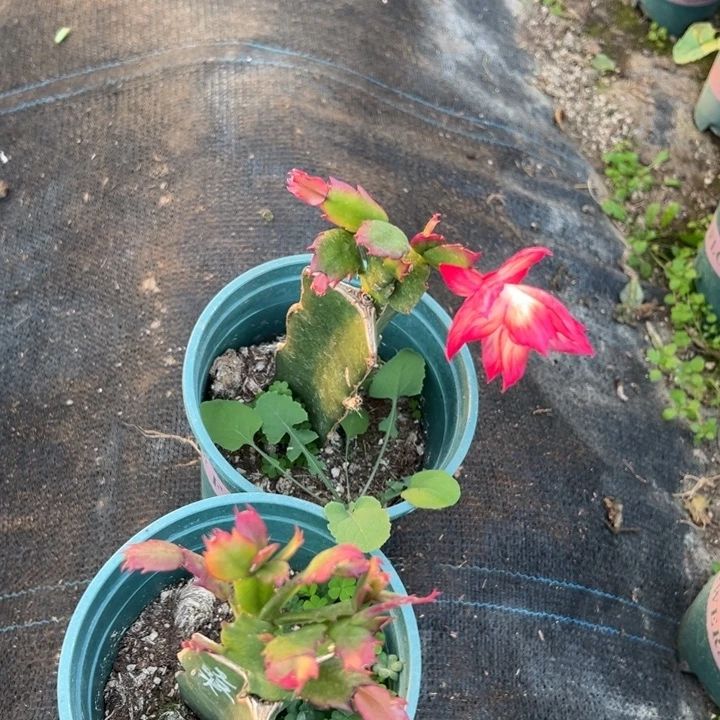 念***君69号桑吉塔，66666