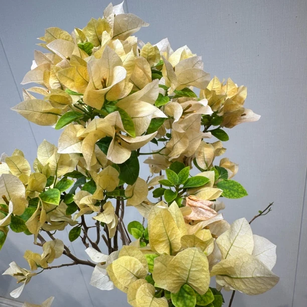 一物一拍《苏瓦娜》勤花品种三角梅