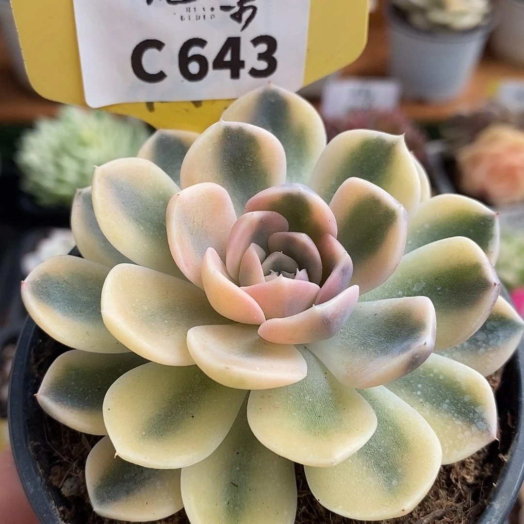 643汉堡哈哈哈哈哈哈哈