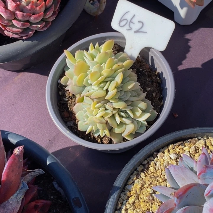 652提拉米苏缀化肉肉肉肉