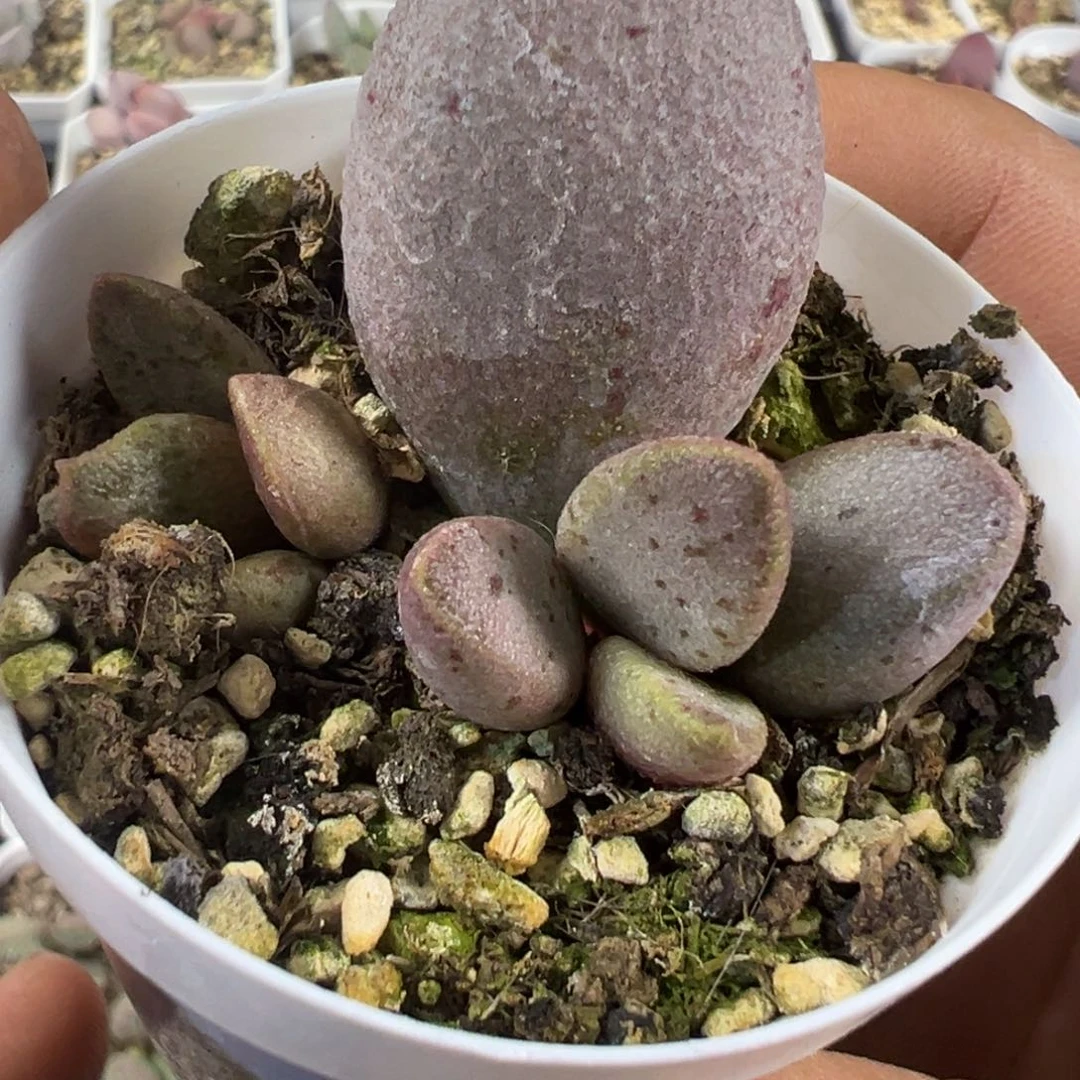 银波彩虹蛋水泡多肉植物