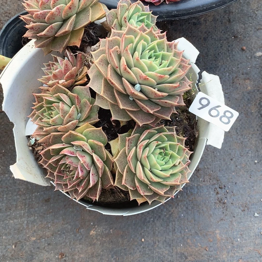 968杂一物一拍多肉