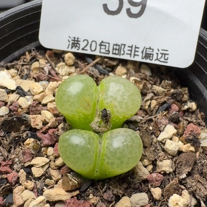 粉樱带盆土59。