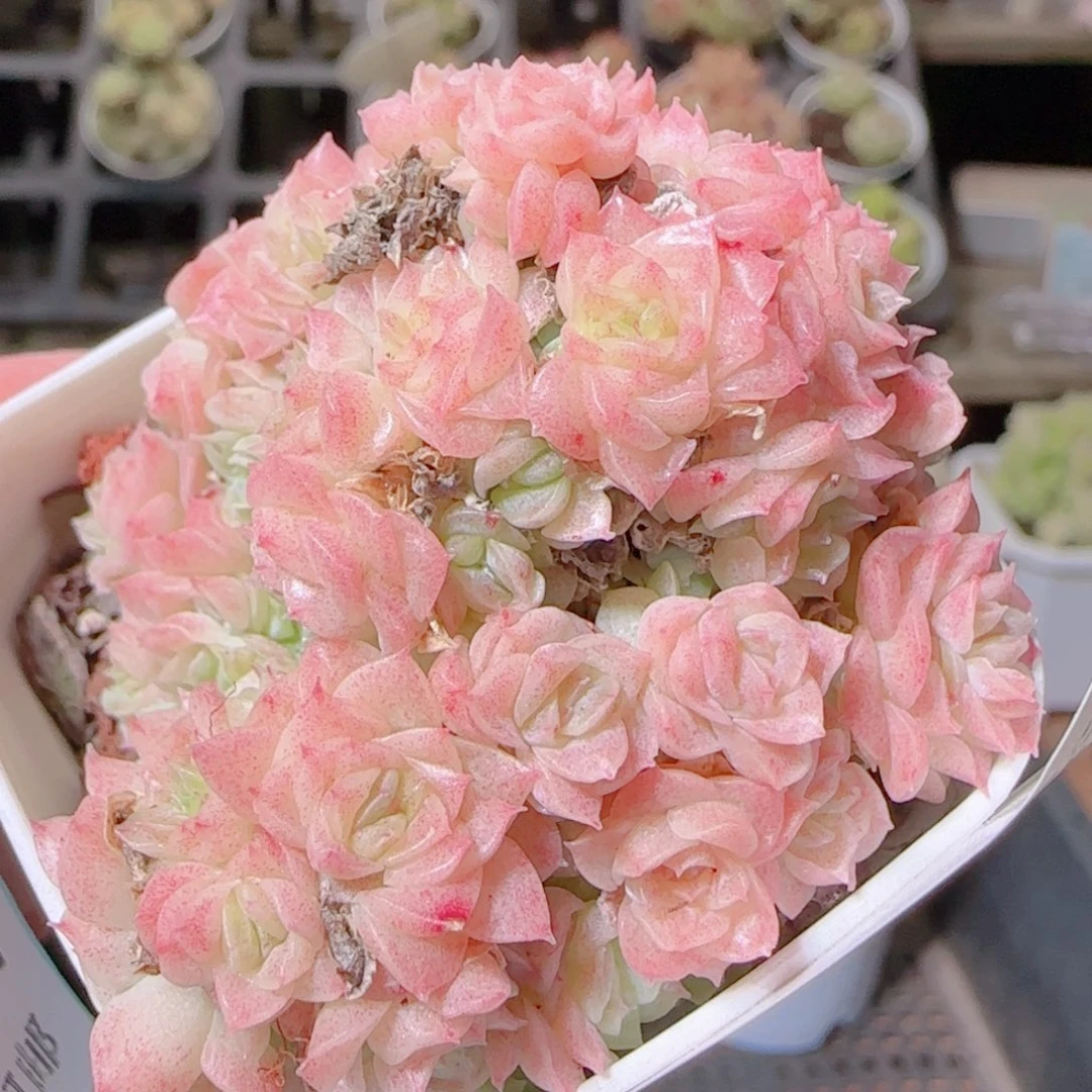 花语逸镜1105-418散