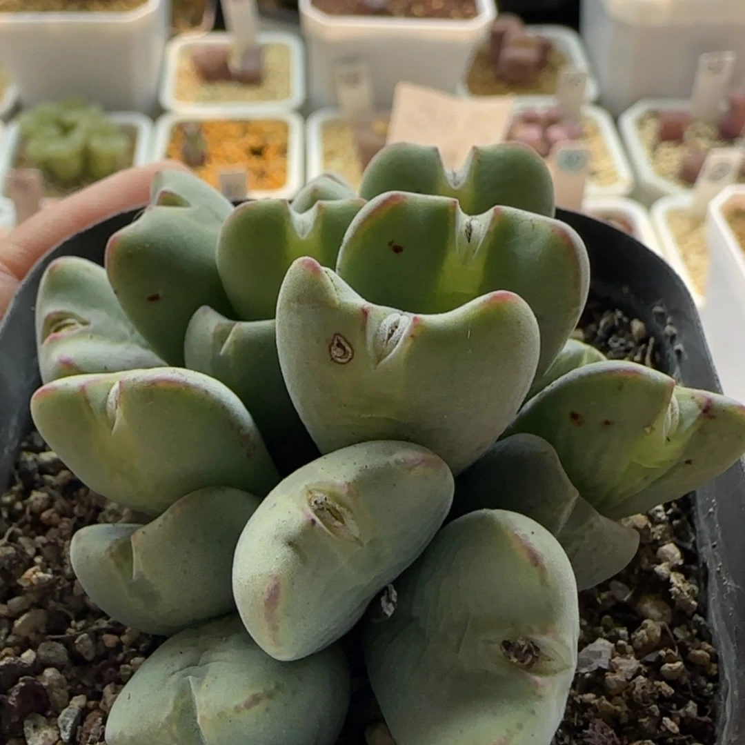 【闪购商品】0921 当天28包邮非偏远