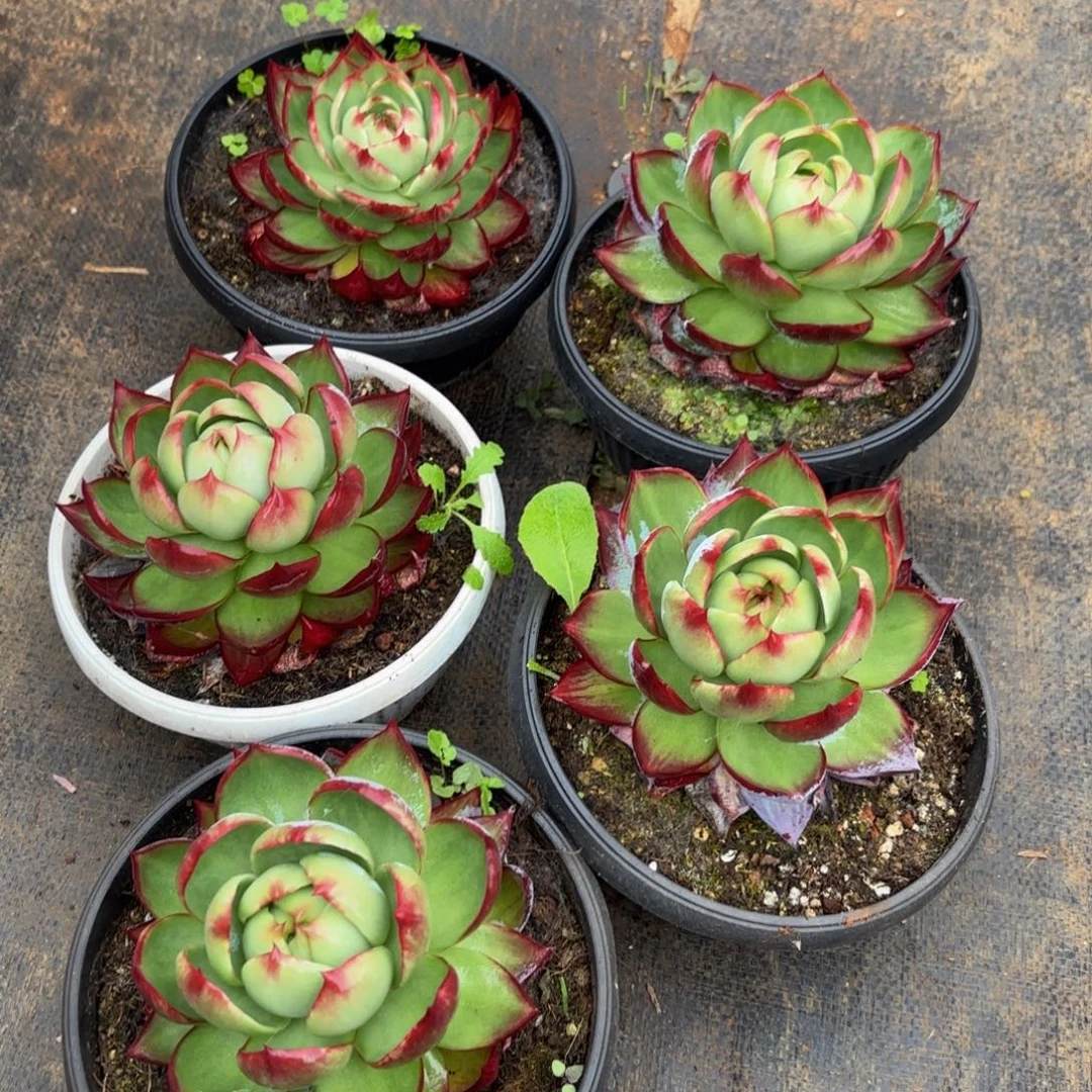 米***姐哈哈哈刚刚给哈哈哈哈哈哈哈哈哈