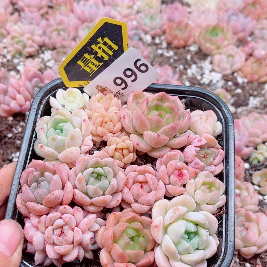多肉植物多肉植物