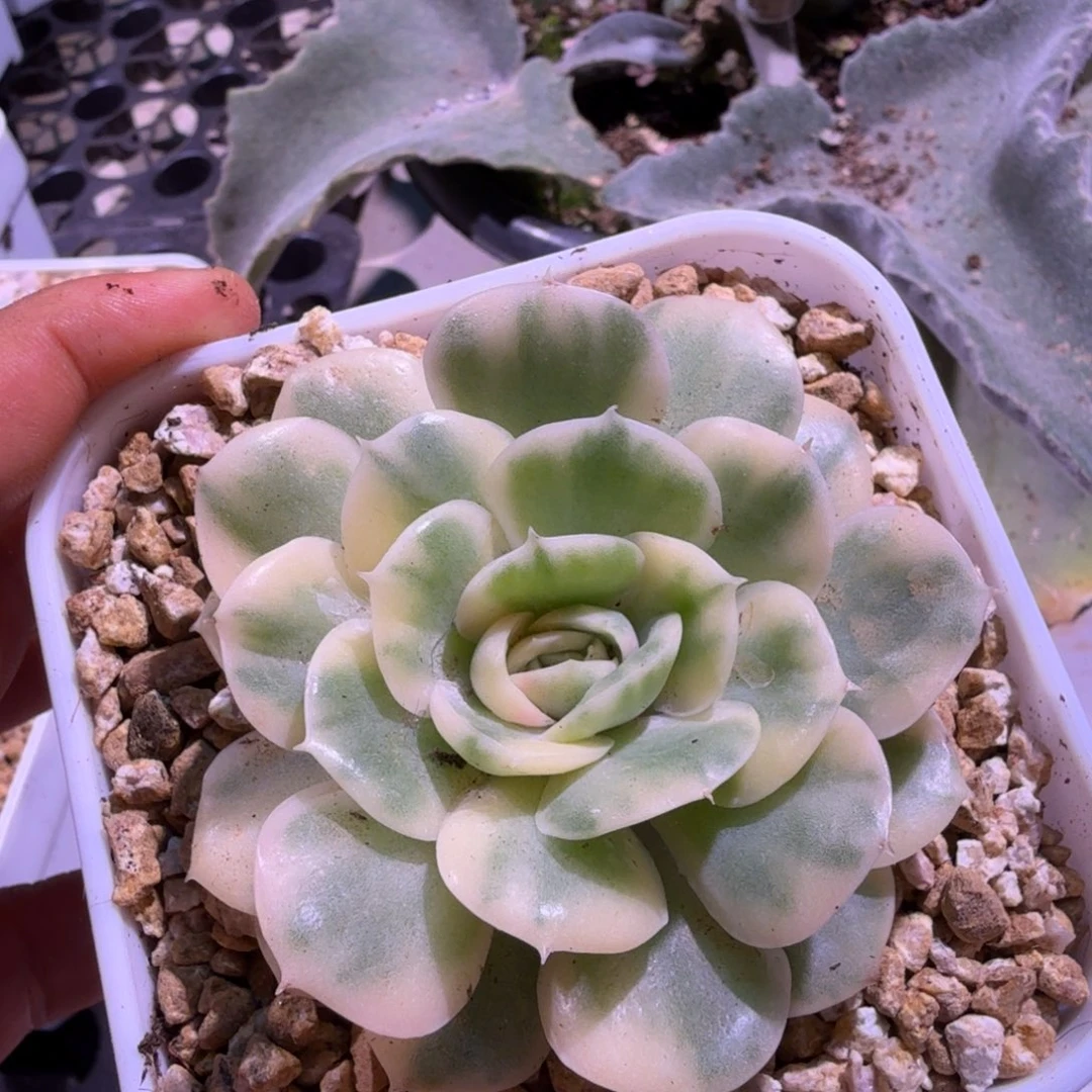 绿体昂斯诺锦，多肉锦