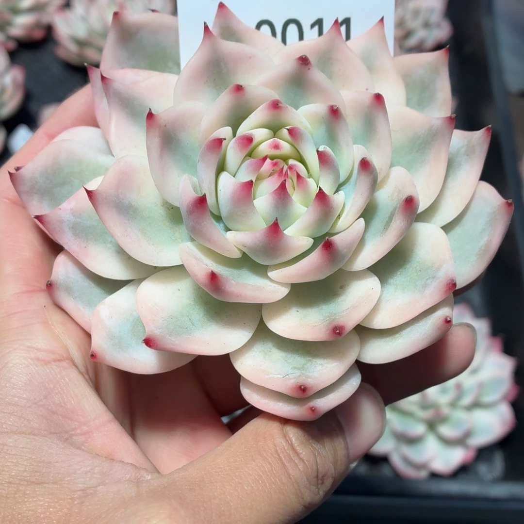 记****刘六六吉娃娃锦A0011