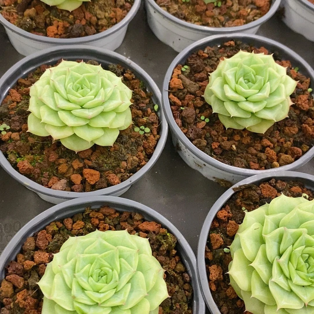 62。单头白天鹅麦杆。福利多多