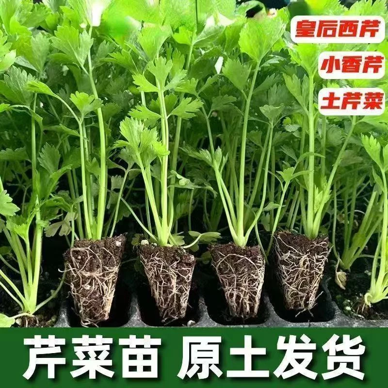 四季小香芹秧苗带种子土球香味浓郁适合阳台盆栽露天种植