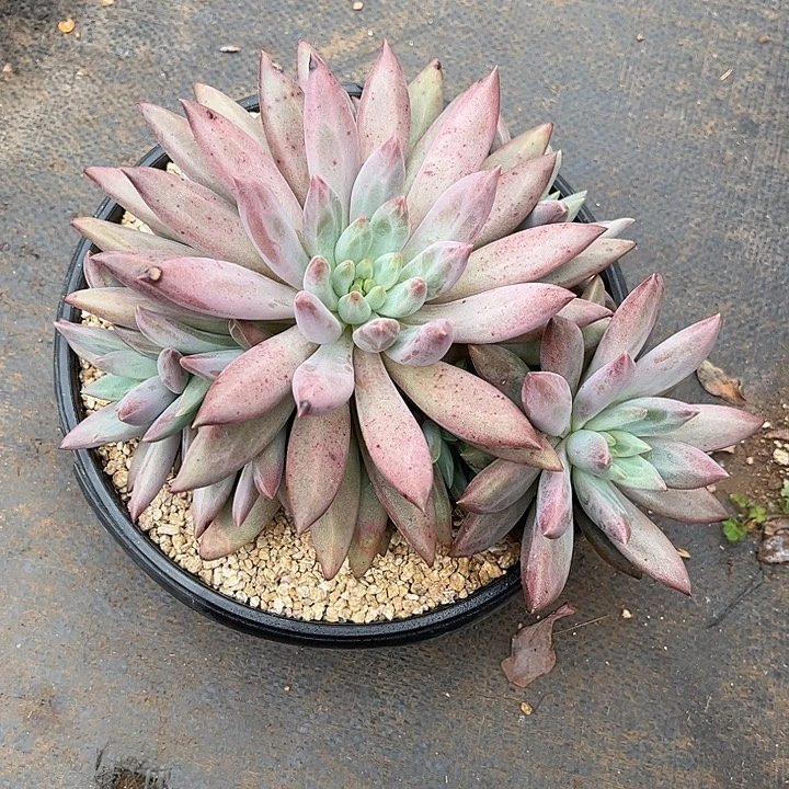 多肉植物一物一拍