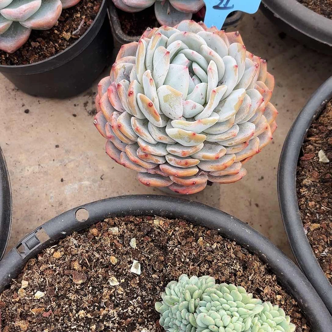 不羞妹妹的橙子好看