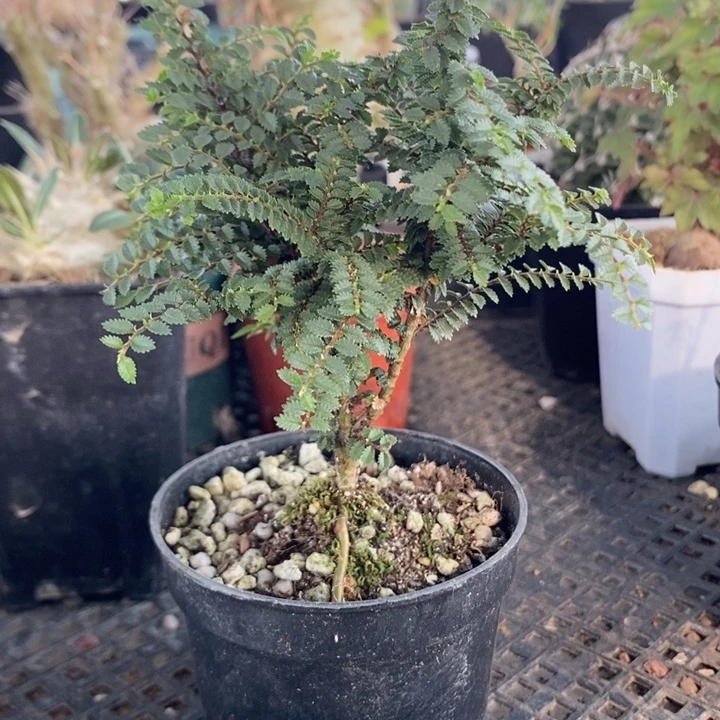 芝麻榆，带盆发货