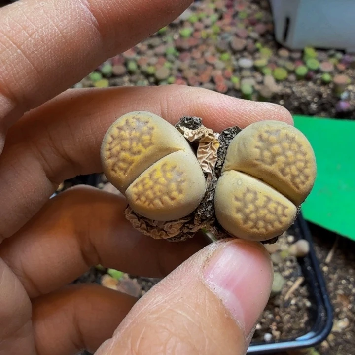 真**敌多肉植物和野生植物73