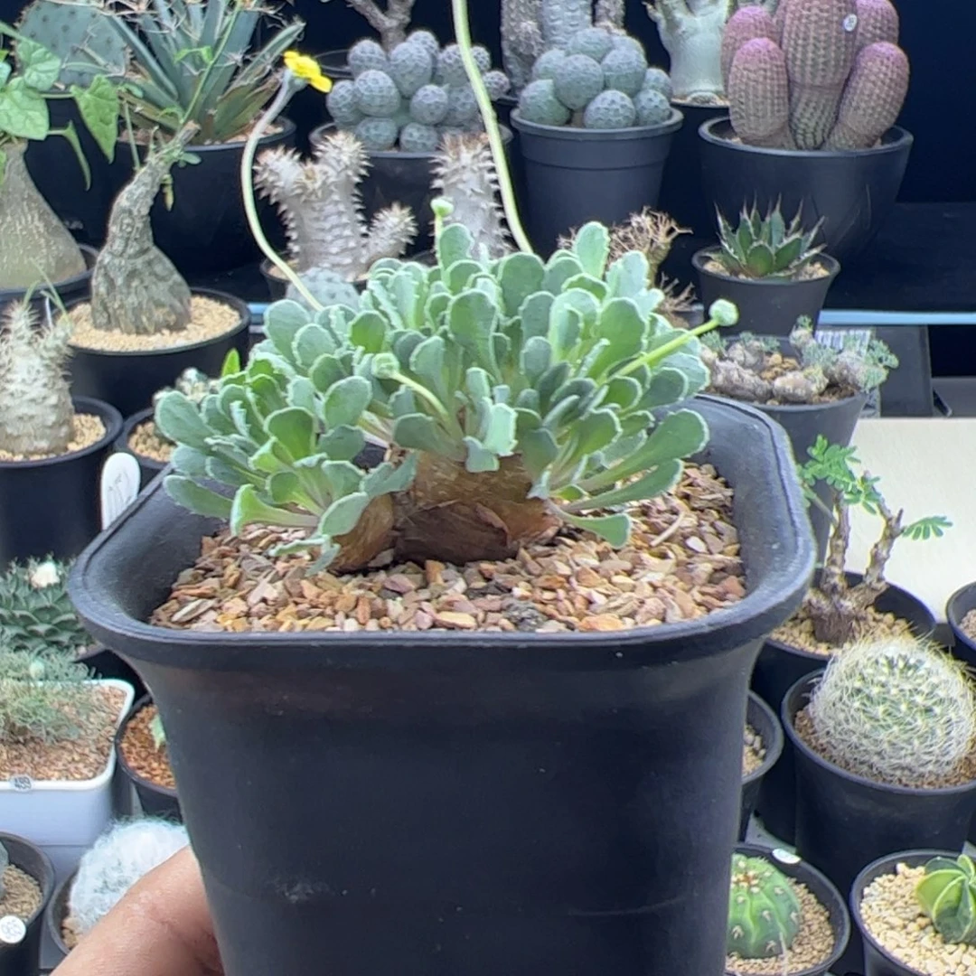 格加厚敦菊一物一拍