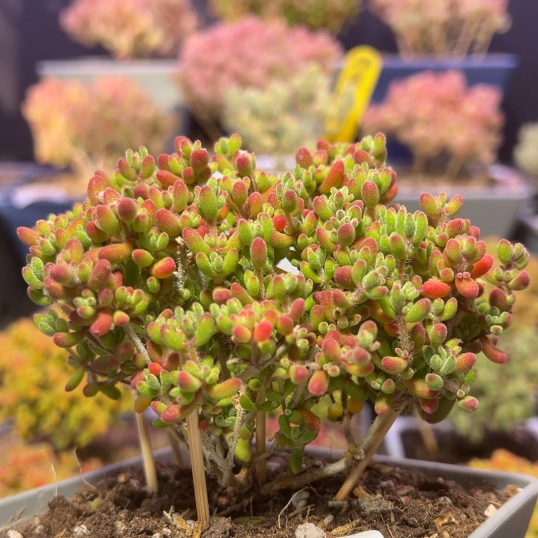 【闪购商品】d127红宝石枝干番杏