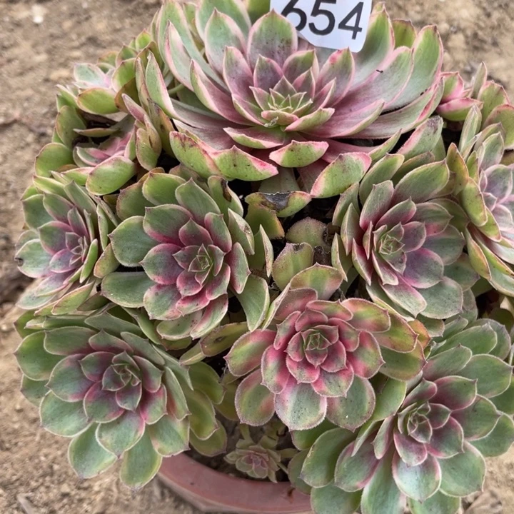 无花朵654多肉植物缤纷秋色