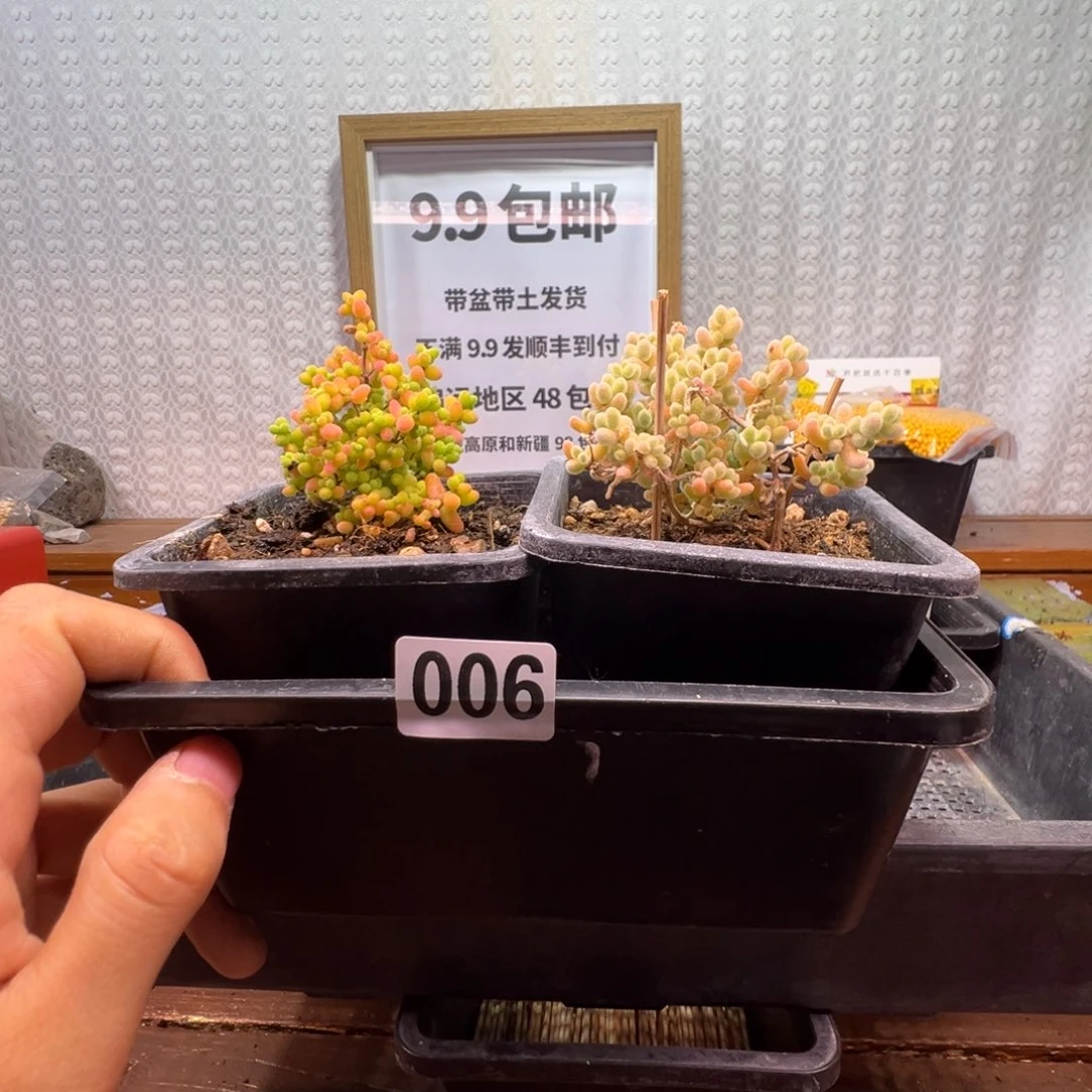 枝干番杏多肉植物006