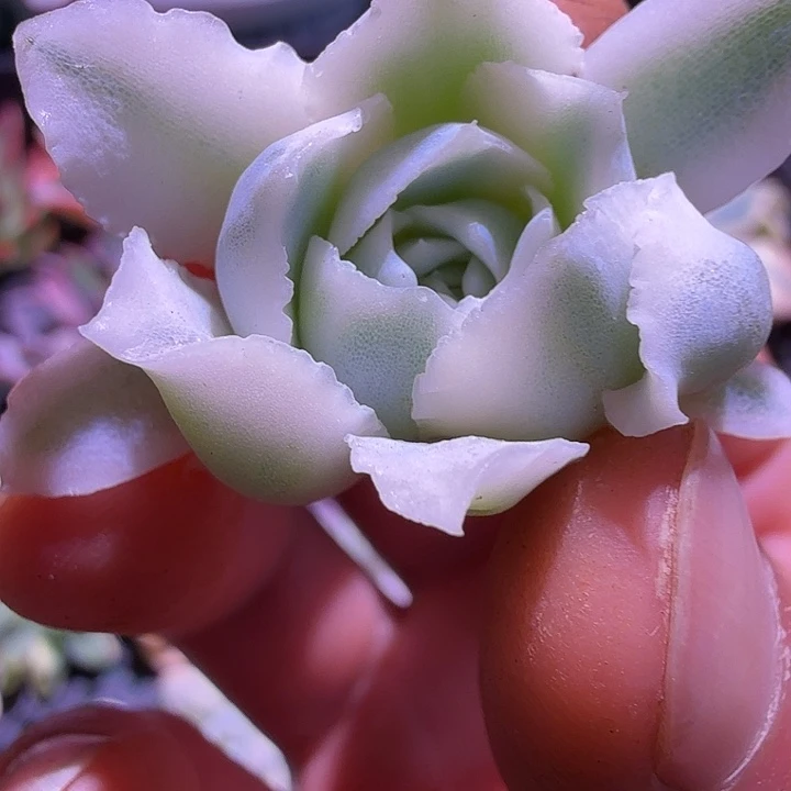 蓝丝绒锦多肉锦植物