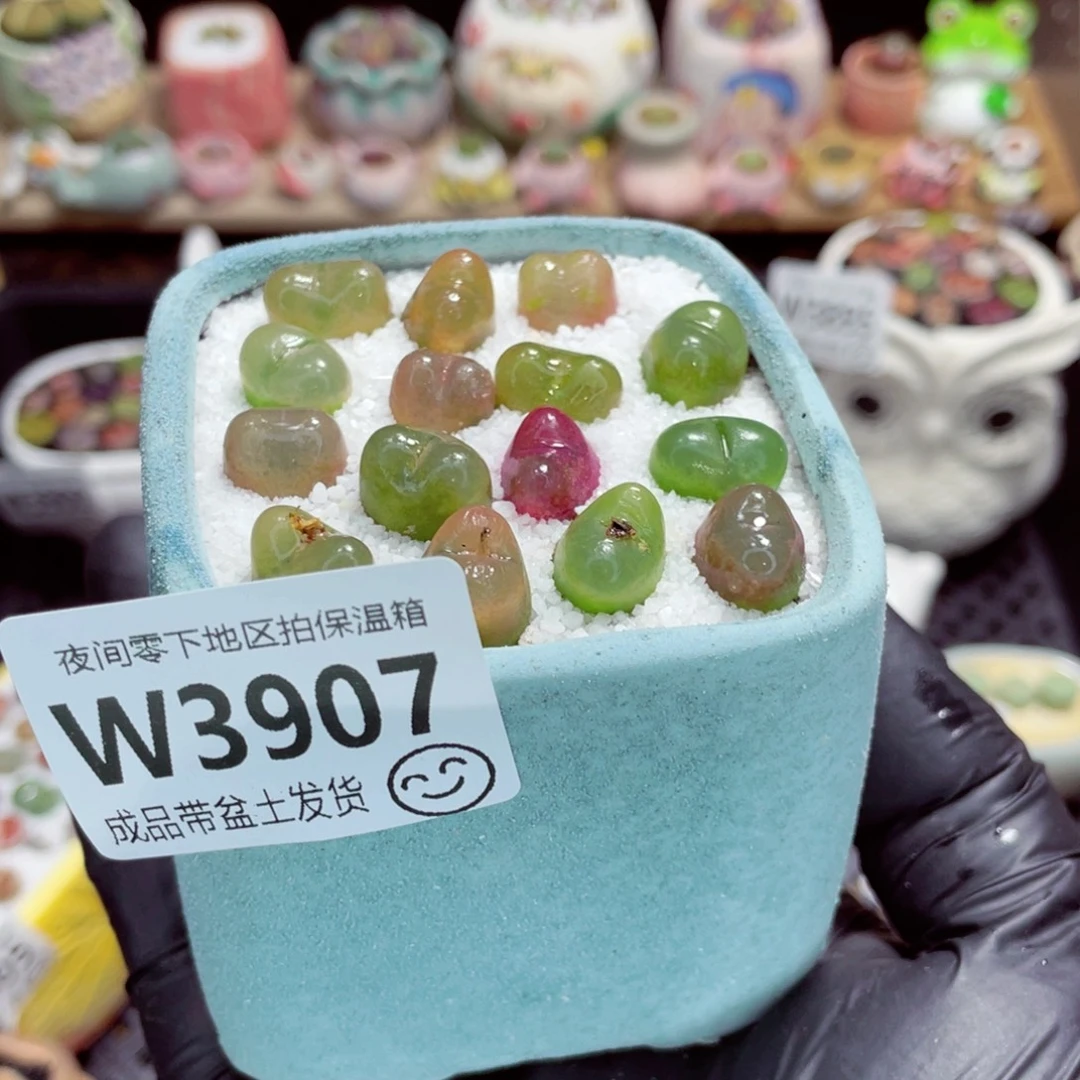 夜间零下地区拍保温箱w3907
