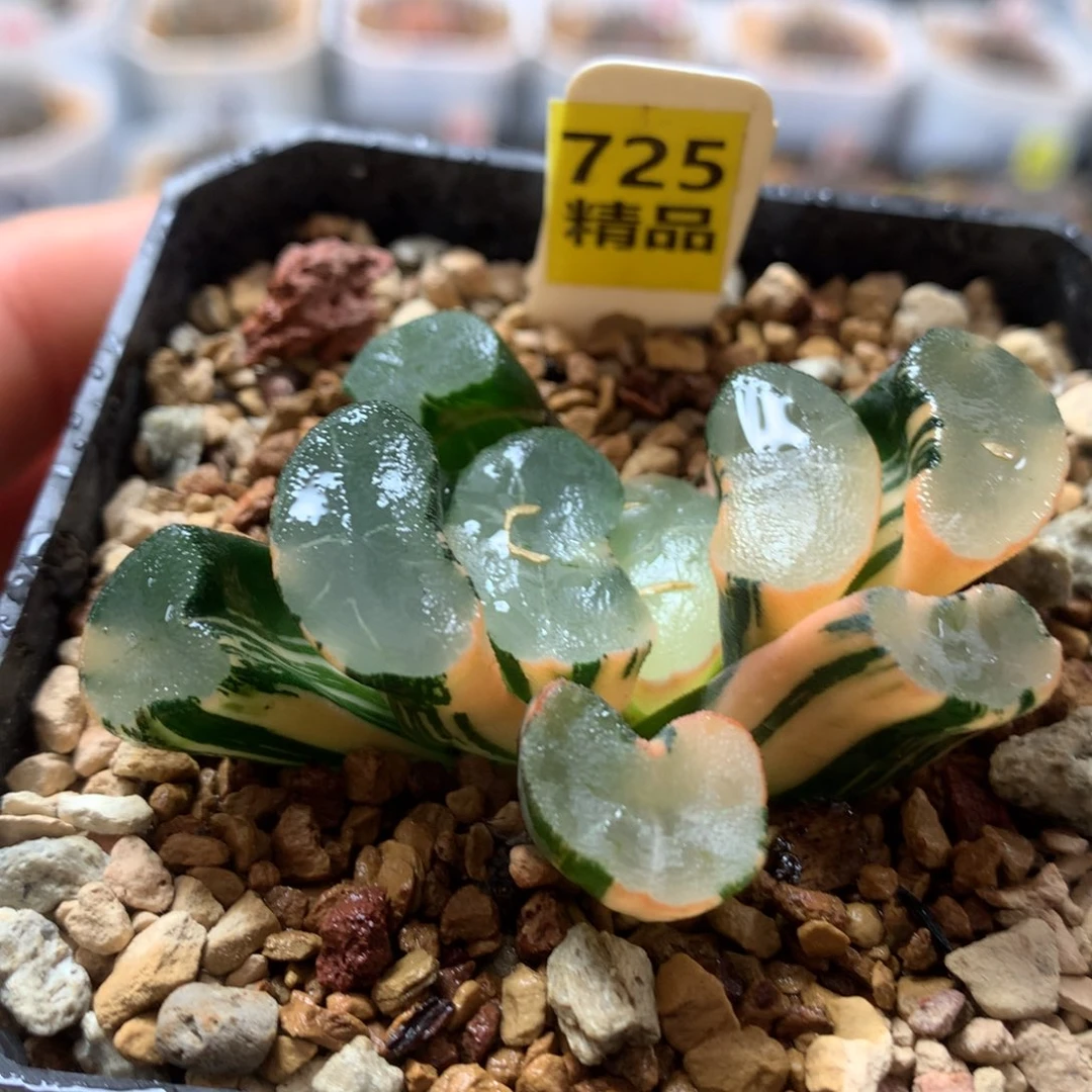 以实际为准725大明湖