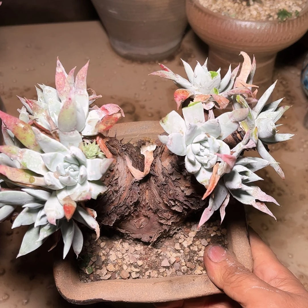 6704大花朵杂交多肉