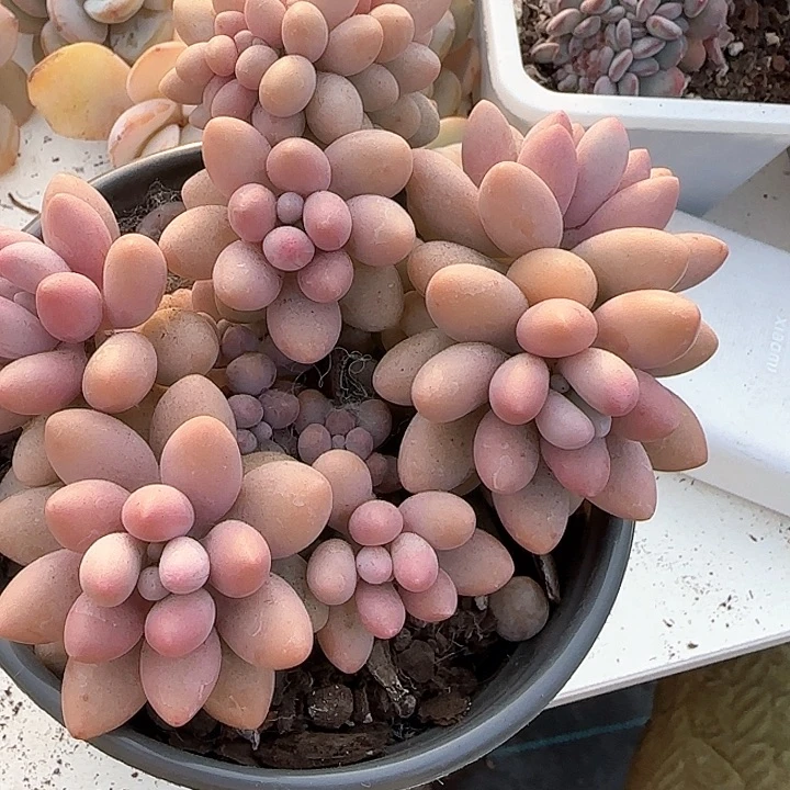 珠*青蛙王子儿童牙膏111