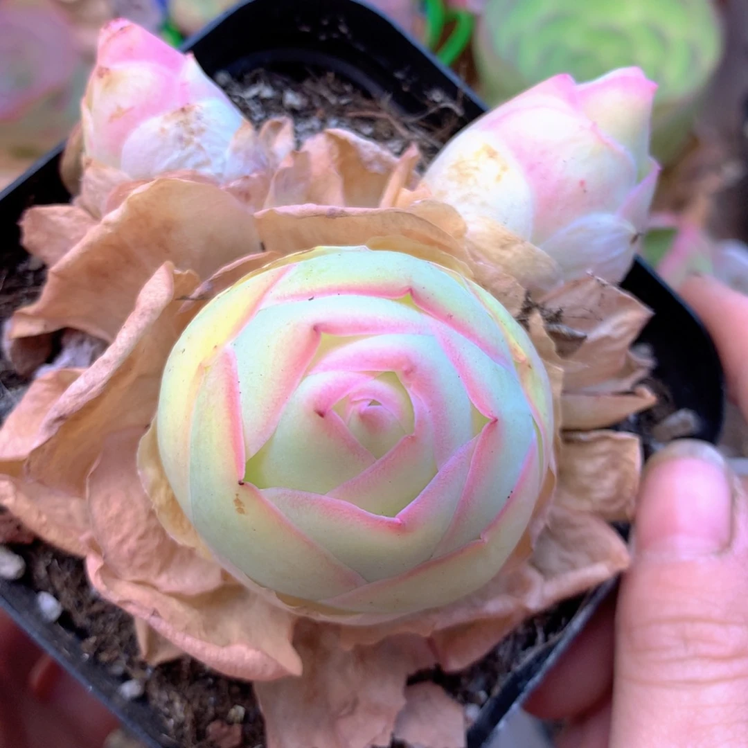 一物一拍新品水蜜桃007