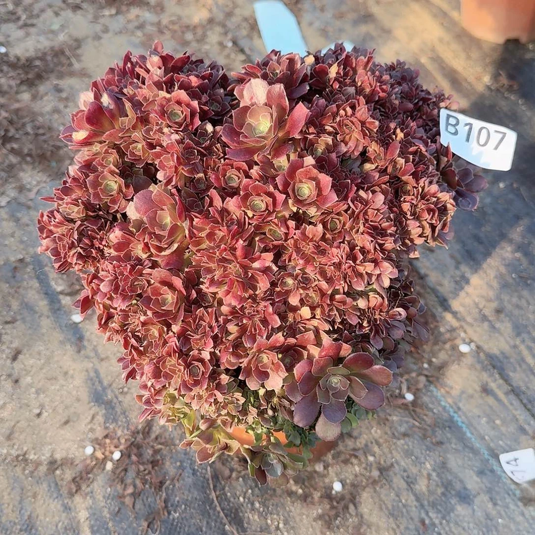 107玫瑰朵朵一颗呀呀